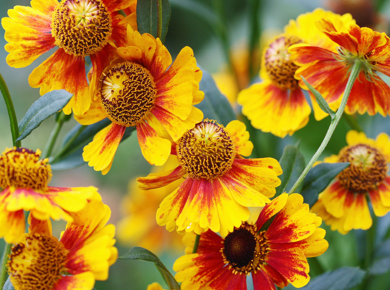 Sonnenbraut Helenium