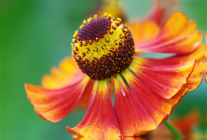 Sonnenbraut Helenium