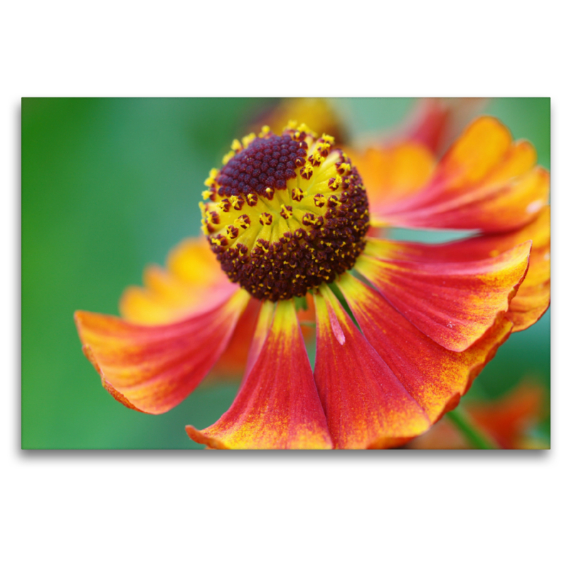 Sonnenbraut Helenium