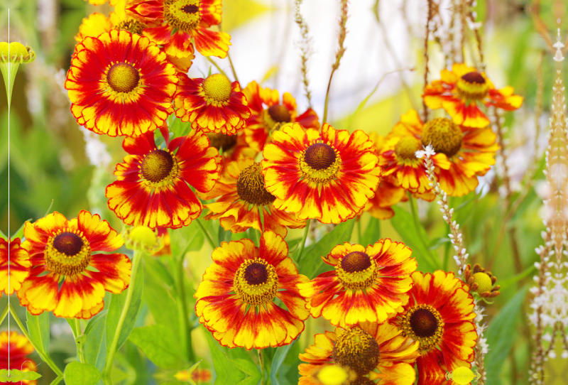 Sonnenbraut Helenium