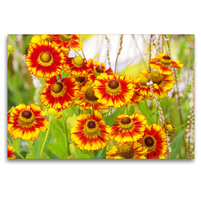 Sonnenbraut Helenium