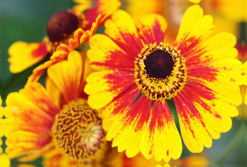 Sonnenbraut Helenium