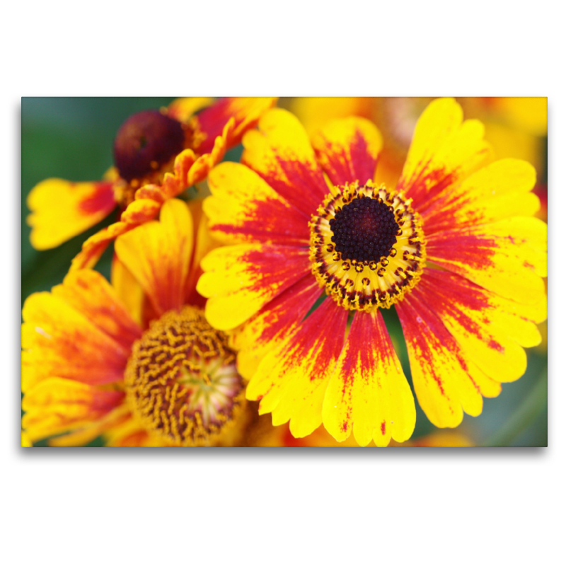 Sonnenbraut Helenium