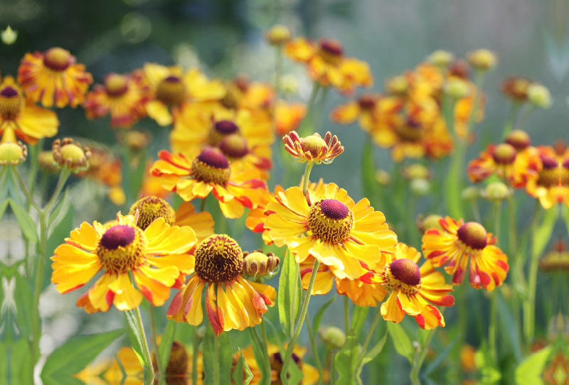 Sonnenbraut Helenium