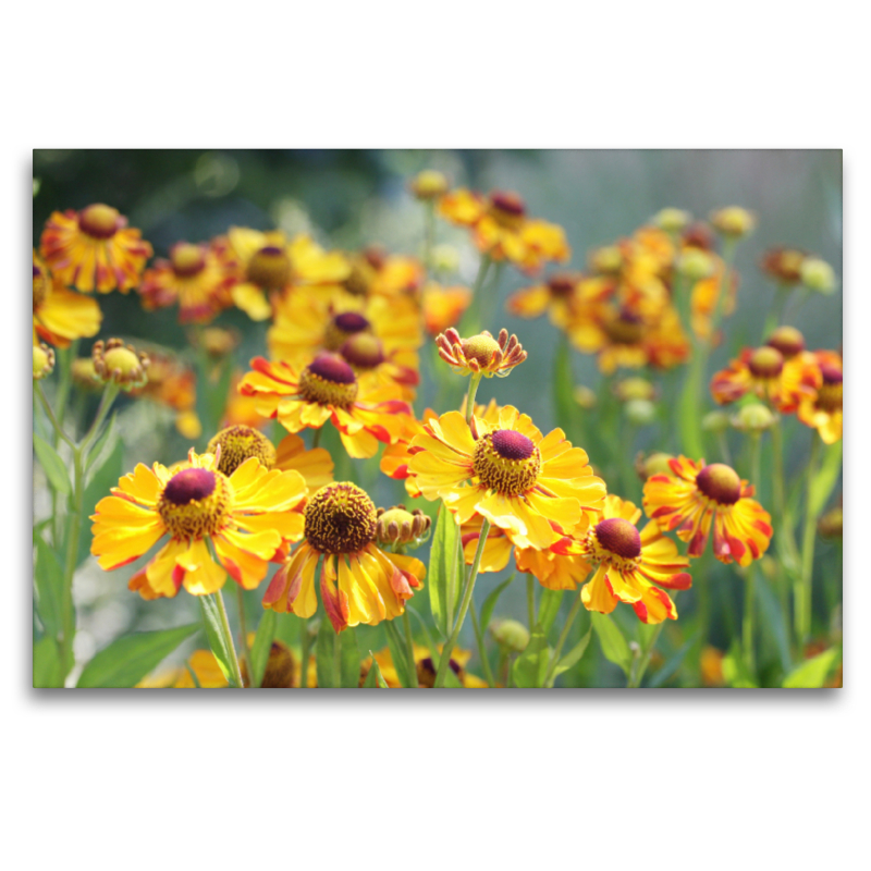 Sonnenbraut Helenium