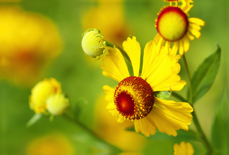 Sonnenbraut Helenium