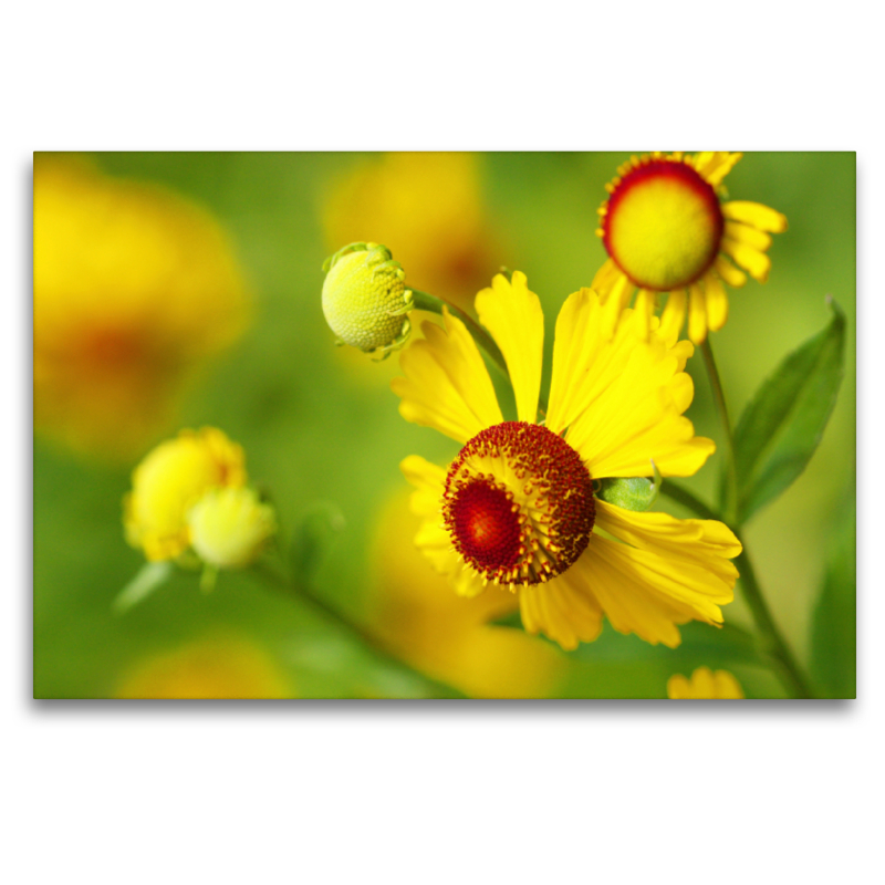 Sonnenbraut Helenium