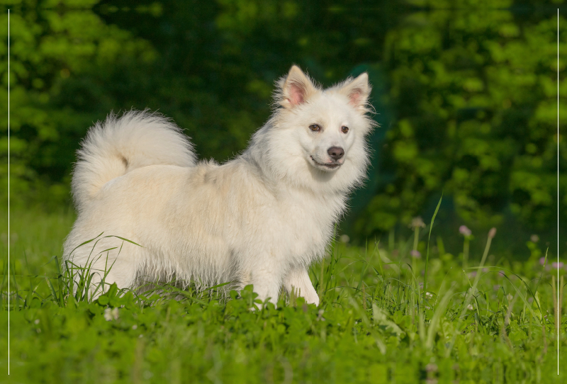 Selbsbewusster Islandhund