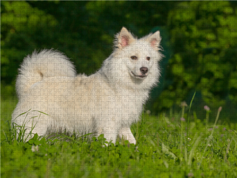 Selbsbewusster Islandhund