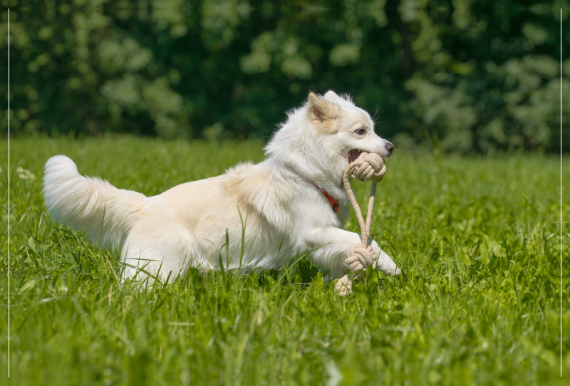 Junger Islandhund beim Apportieren