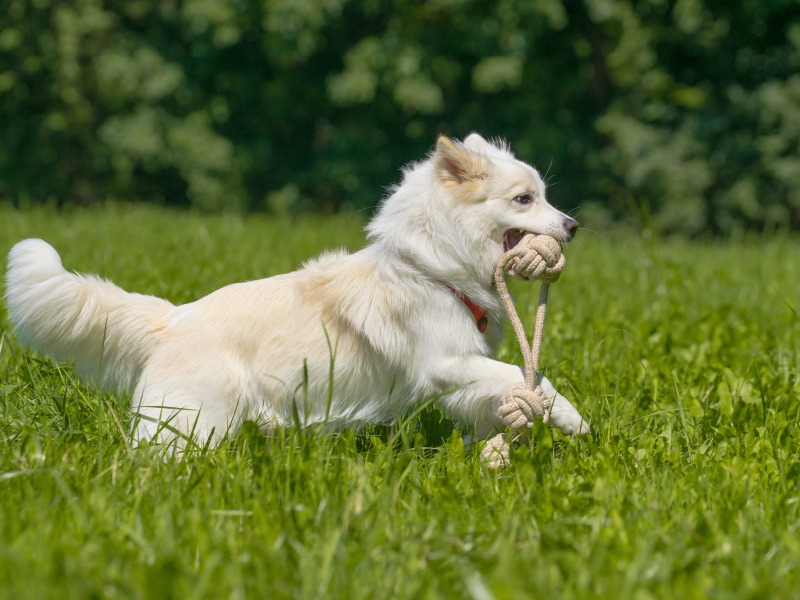 Junger Islandhund beim Apportieren