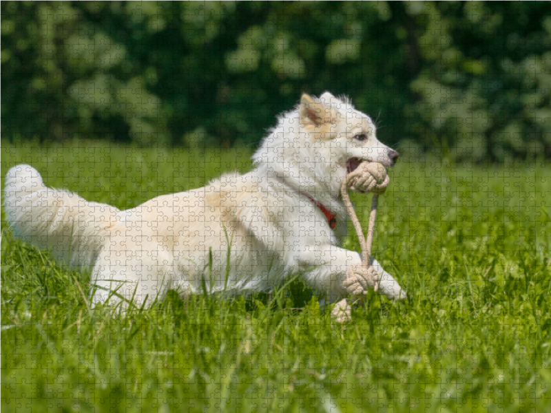 Junger Islandhund beim Apportieren