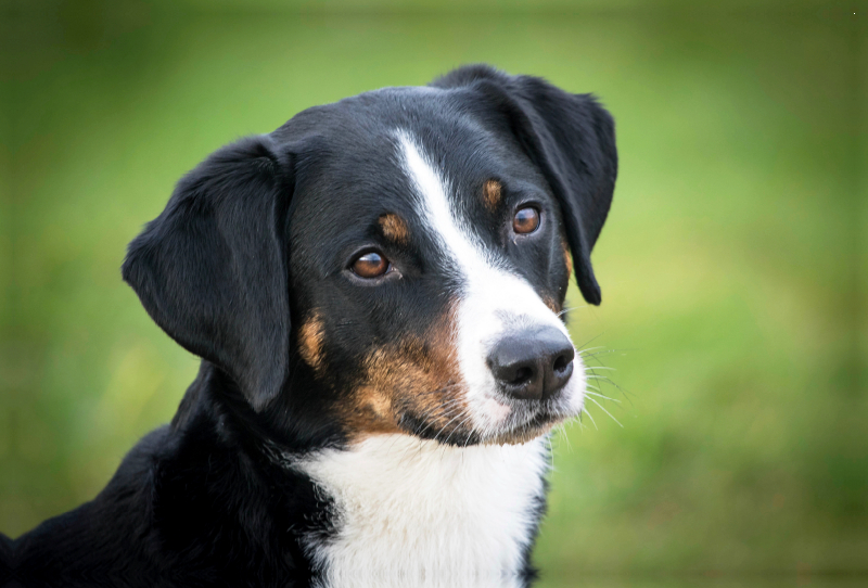 Appenzeller Sennenhund