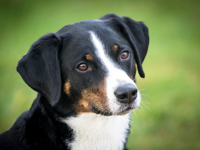 Appenzeller Sennenhund