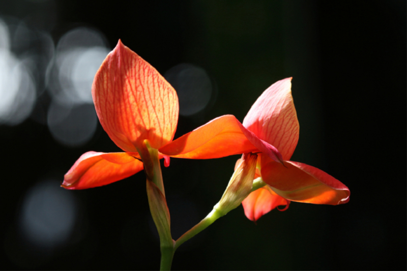 Prachtvolle Orchideen im Gegenlicht