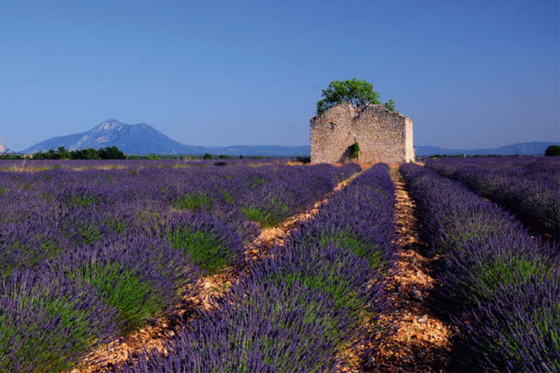 Plateau de Valensole