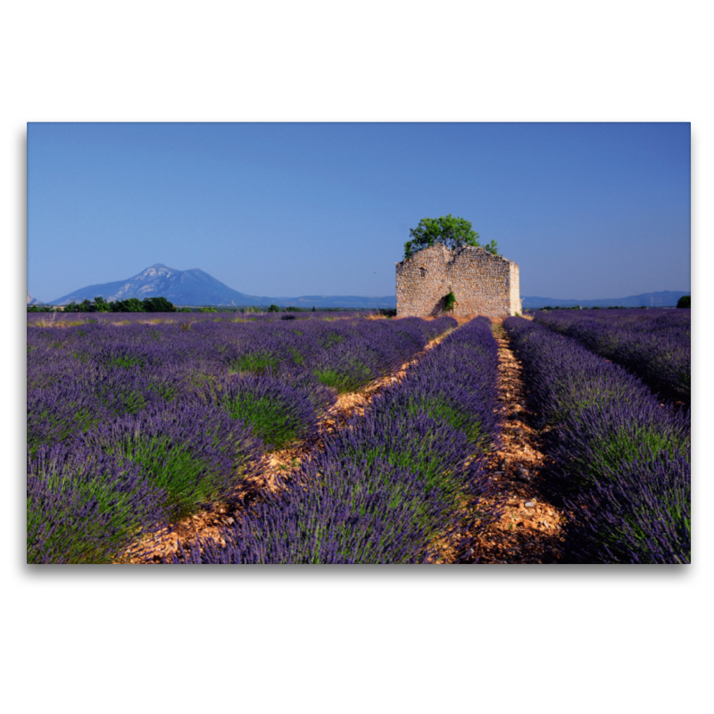 Plateau de Valensole