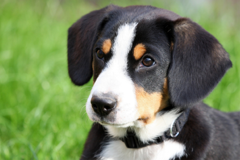 Entlebucher Sennenhund  Welpe