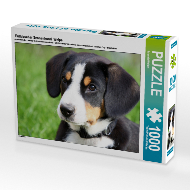 Entlebucher Sennenhund  Welpe