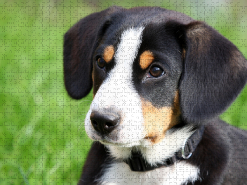 Entlebucher Sennenhund  Welpe