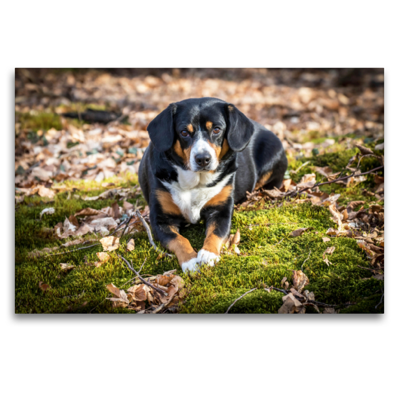 Herbstlich mit dem Entelbucher Sennenhund