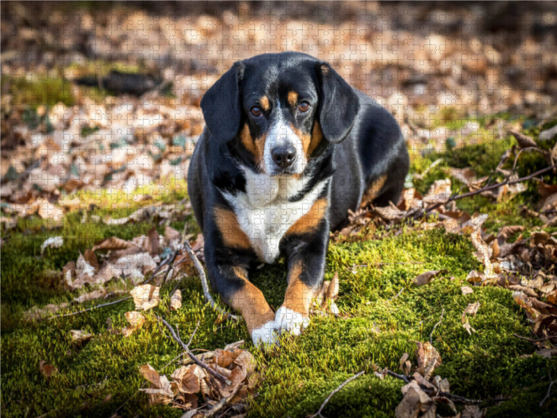 Herbstlich mit dem Entelbucher Sennenhund