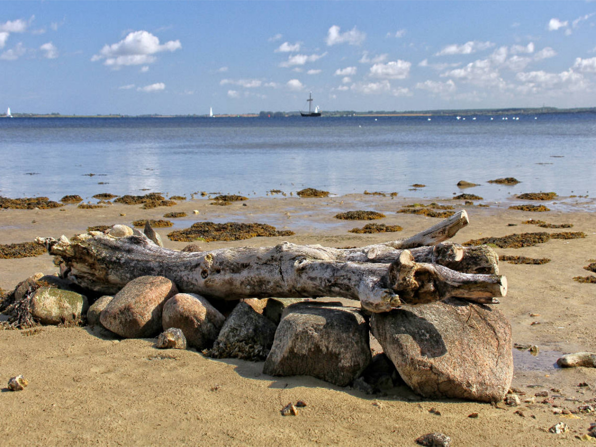 Treibholz am wilden Strand