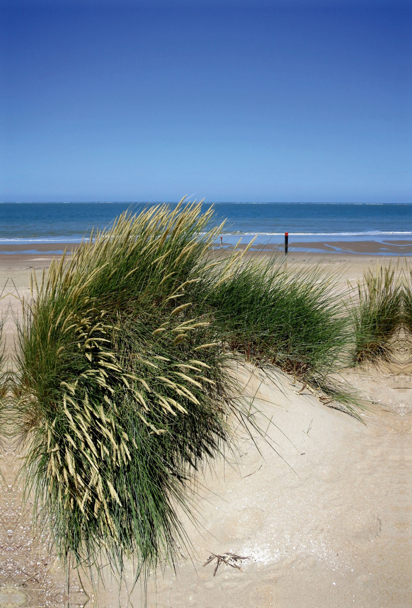 Strandhafer im Sommer