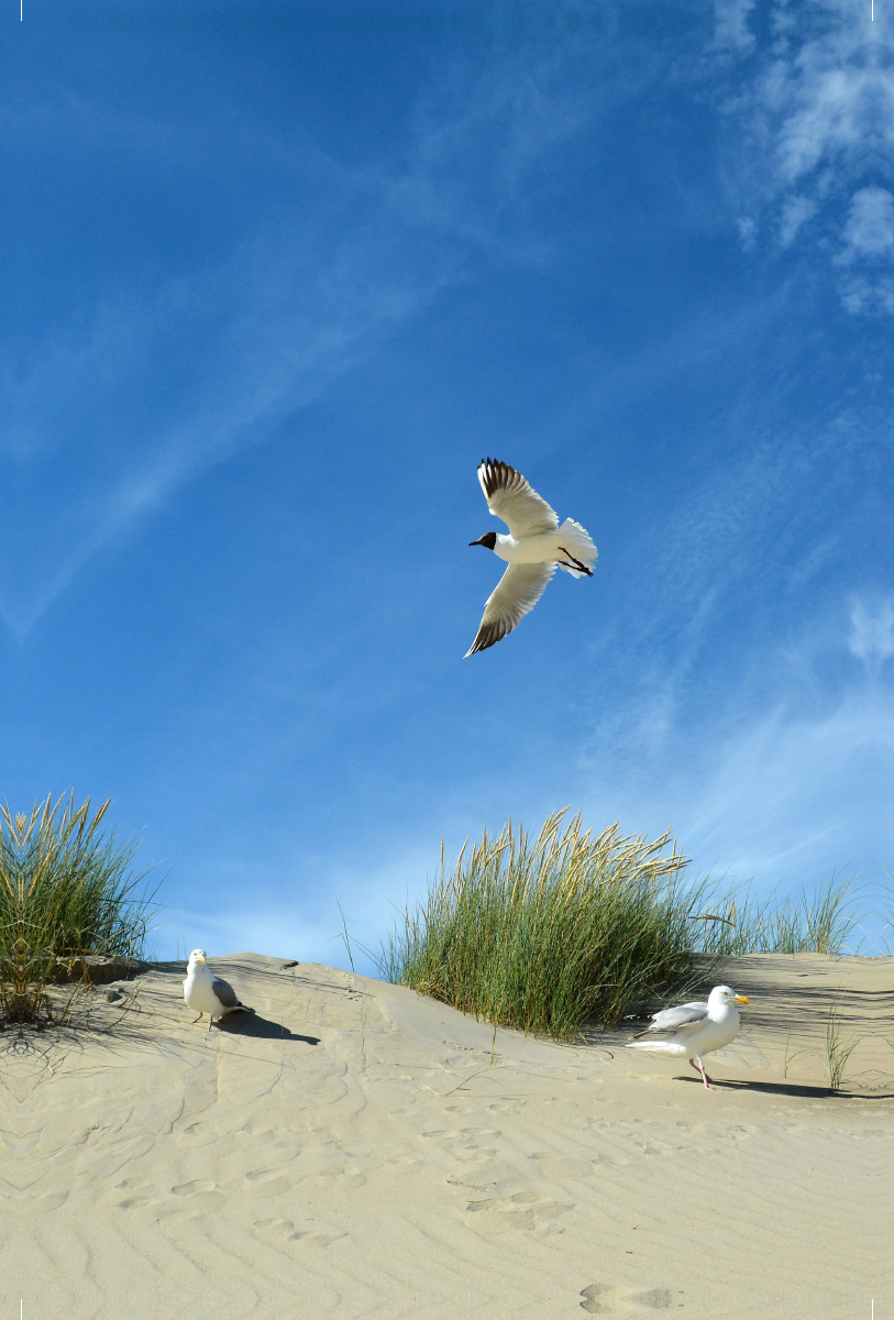 Möwen und Seeschwalbe in einer Düne