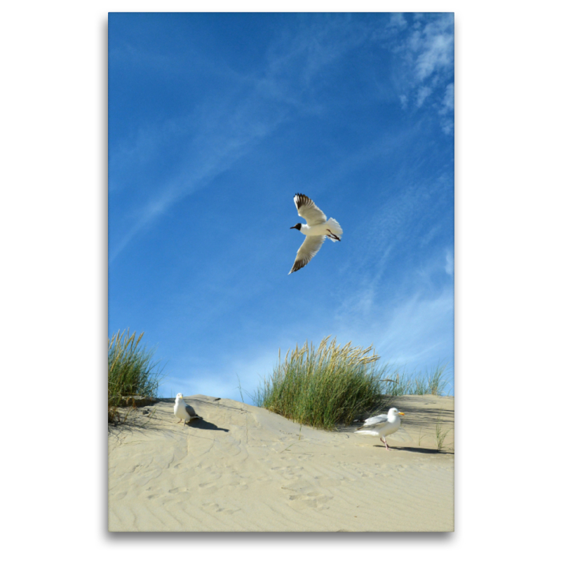 Möwen und Seeschwalbe in einer Düne