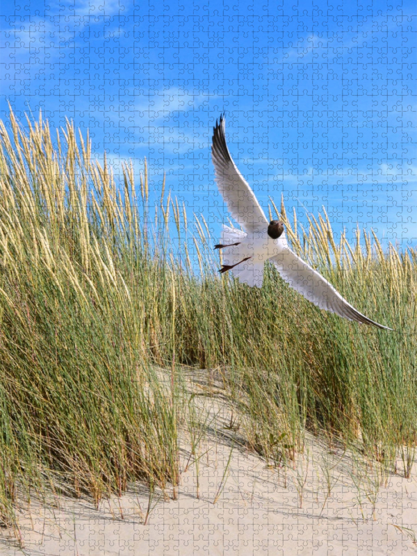 Seeschwalbe