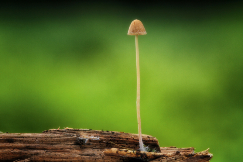 Ein Motiv aus dem Kalender Pilze, die stillen Waldbewohner 2019