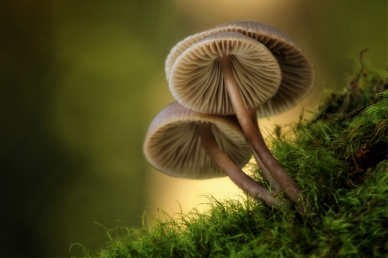 Ein Motiv aus dem Kalender Pilze, die stillen Waldbewohner 2019