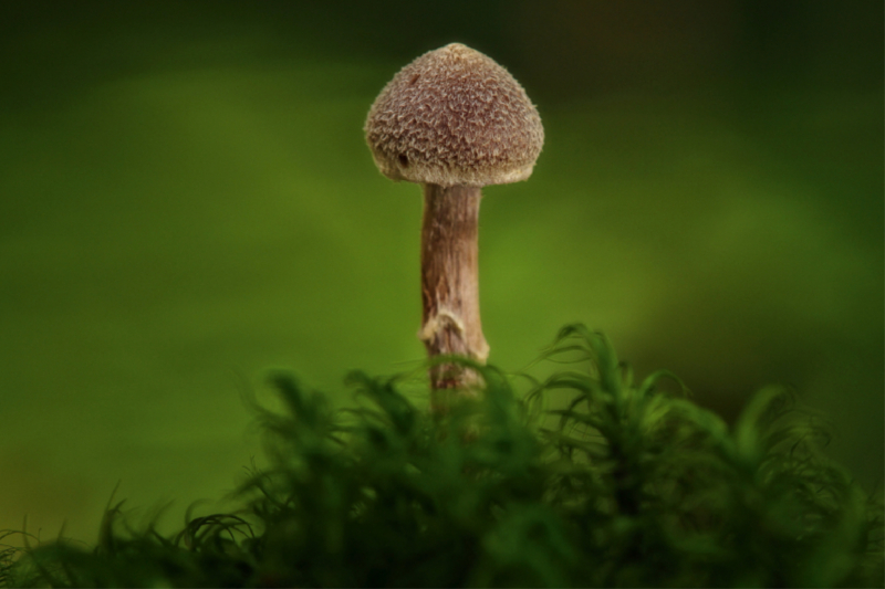 Ein Motiv aus dem Kalender Pilze, die stillen Waldbewohner 2019