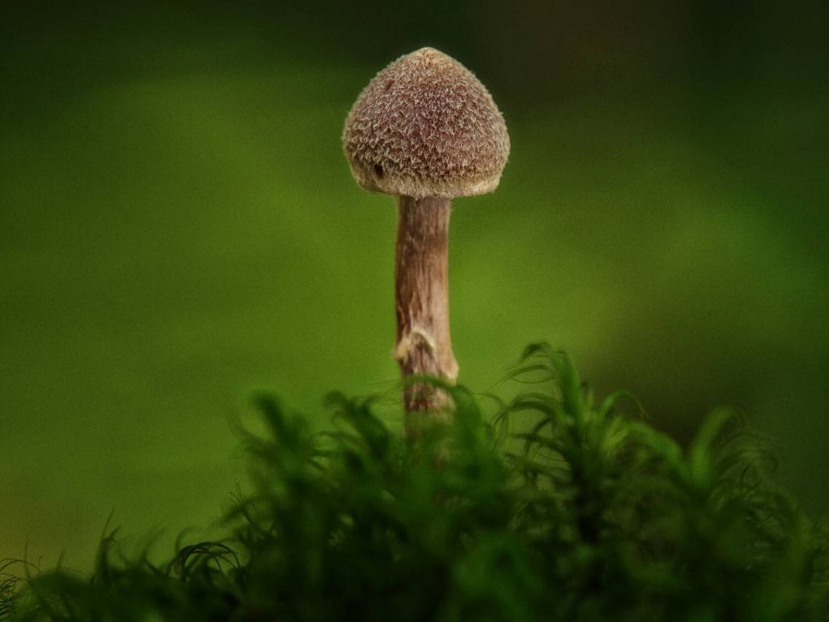 Ein Motiv aus dem Kalender Pilze, die stillen Waldbewohner 2019