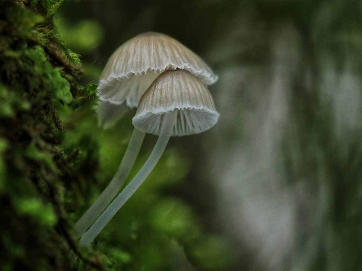 Ein Motiv aus dem Kalender Pilze, die stillen Waldbewohner 2019