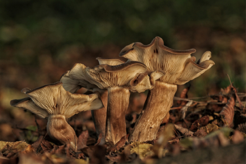 Ein Motiv aus dem Kalender Pilze, die stillen Waldbewohner 2019