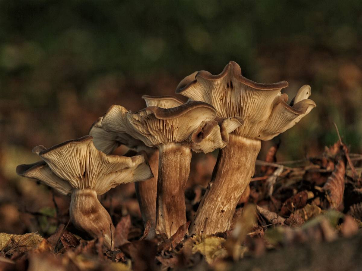 Ein Motiv aus dem Kalender Pilze, die stillen Waldbewohner 2019