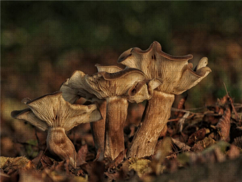 Ein Motiv aus dem Kalender Pilze, die stillen Waldbewohner 2019