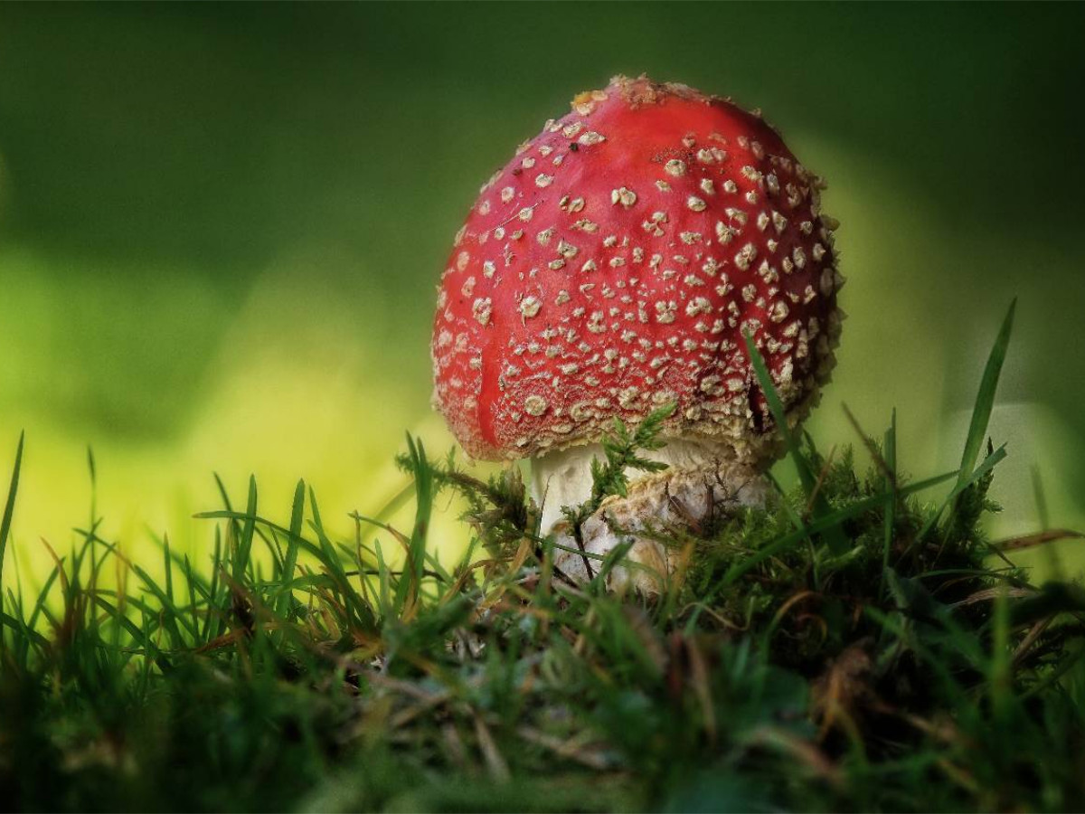 Ein Motiv aus dem Kalender Pilze, die stillen Waldbewohner 2019