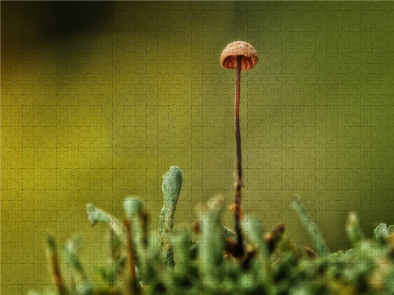 Ein Motiv aus dem Kalender Pilze, die stillen Waldbewohner 2019