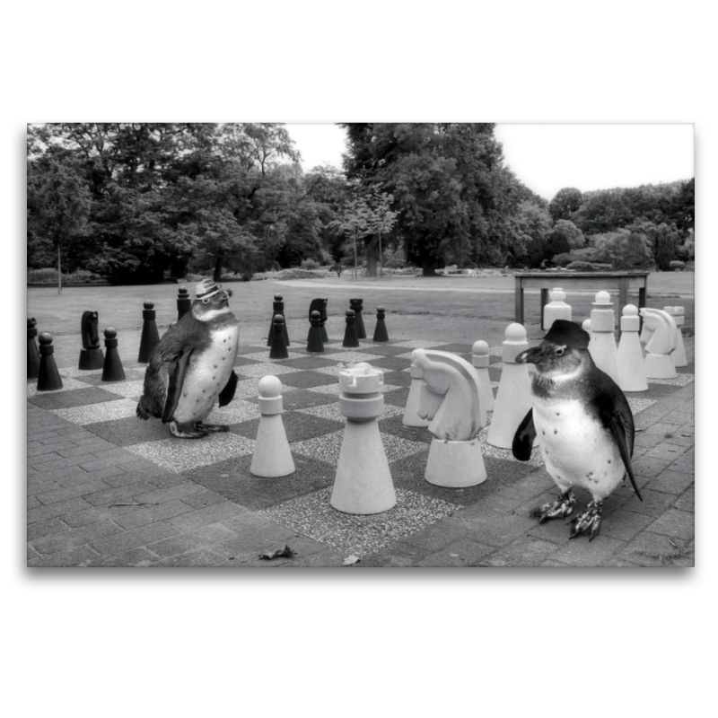 Schach im Stadtpark