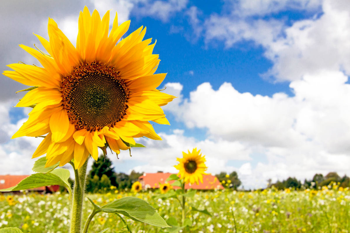 Eversmeer - Sonnenblumenfeld