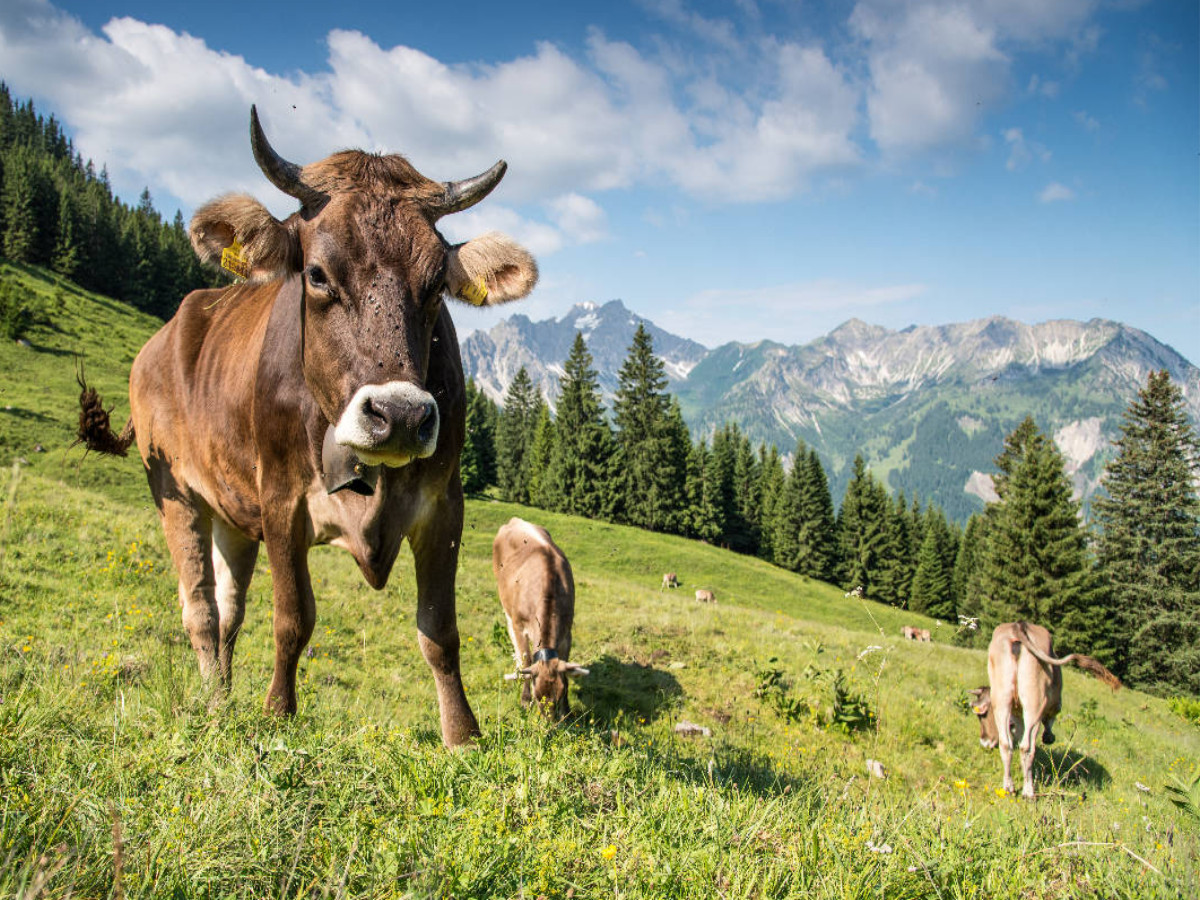 Auf der Sommerweide