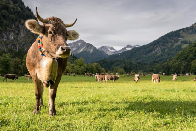 Viehscheid in Oberstdorf