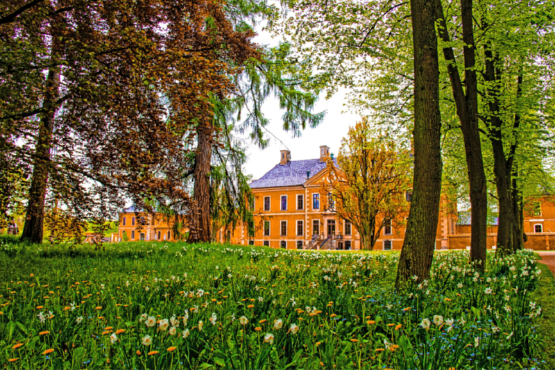 Narzissen am Schloss Bothmer