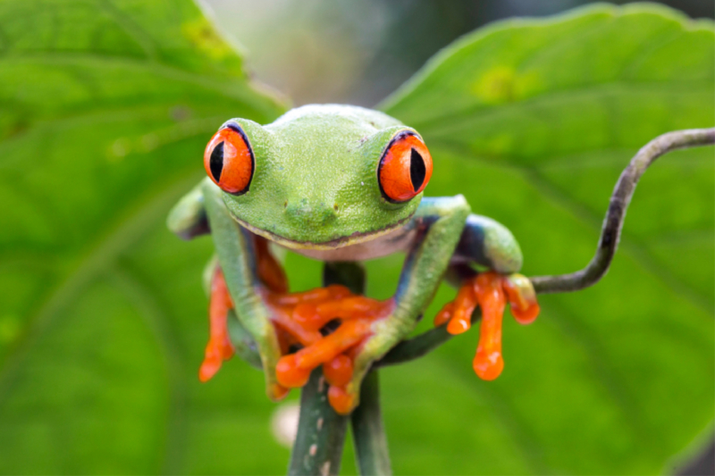 Rotaugenlaubfrosch