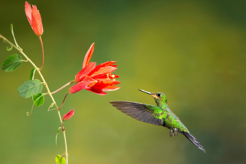 Kolibri im Anflug auf eine Blüte