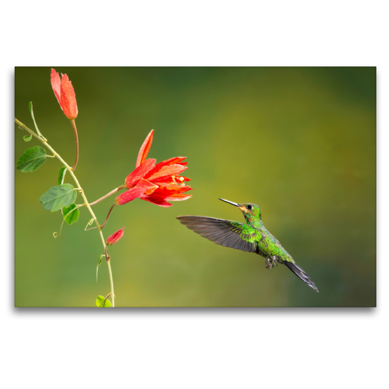 Kolibri im Anflug auf eine Blüte