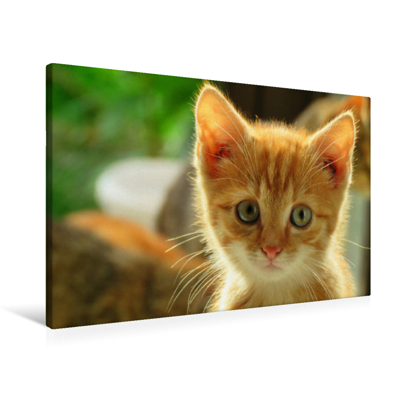 Roter Kater